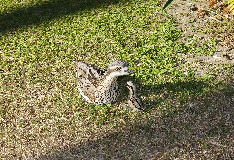 2009-11-06 22-02-59_4.jpg - "Versteinerte" Vögel, die haben sich überhaupt nicht bewegt!